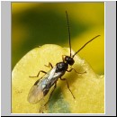 Braconidae sp - Brackwespe 02b 5mm.jpg